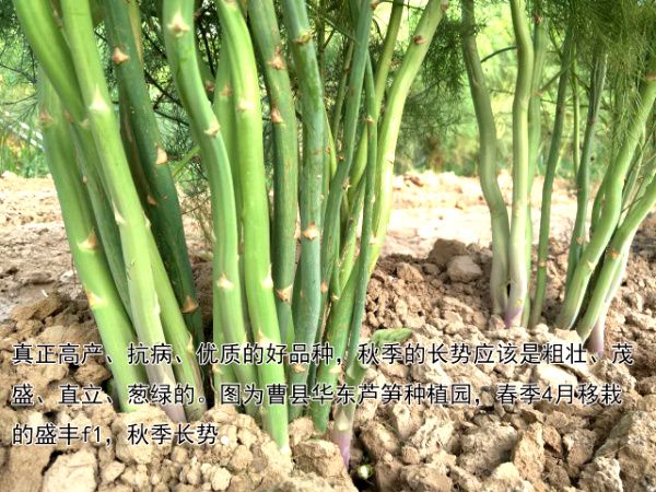 華東蘆筍