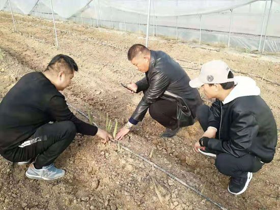 來自河南、山東、新疆的客人在種植園考察