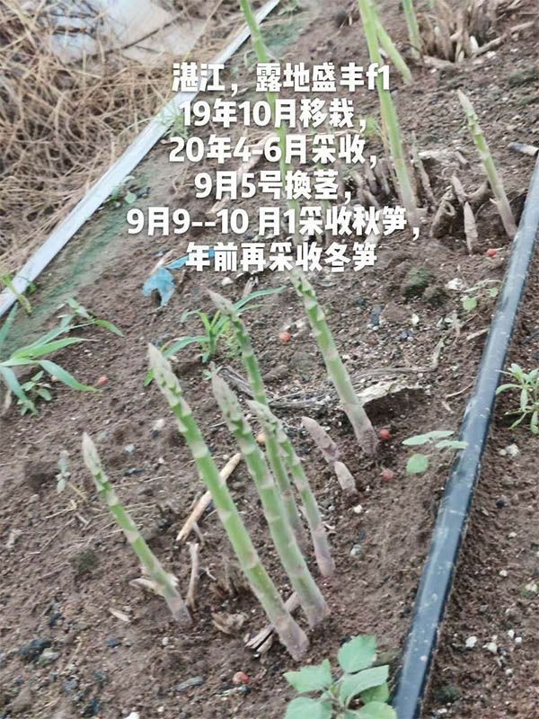 去年10月種植，現(xiàn)在開始第二次采收
