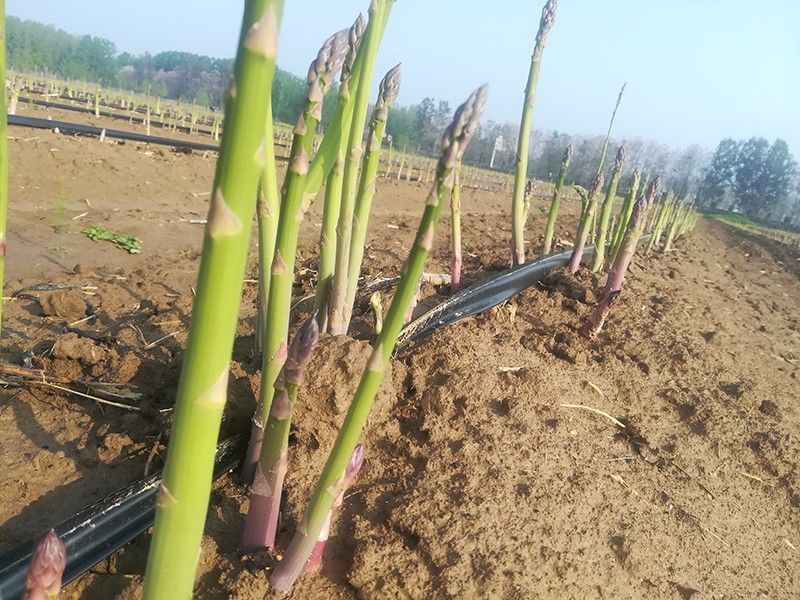 蘆筍苗種植基地的管理措施有哪些呢