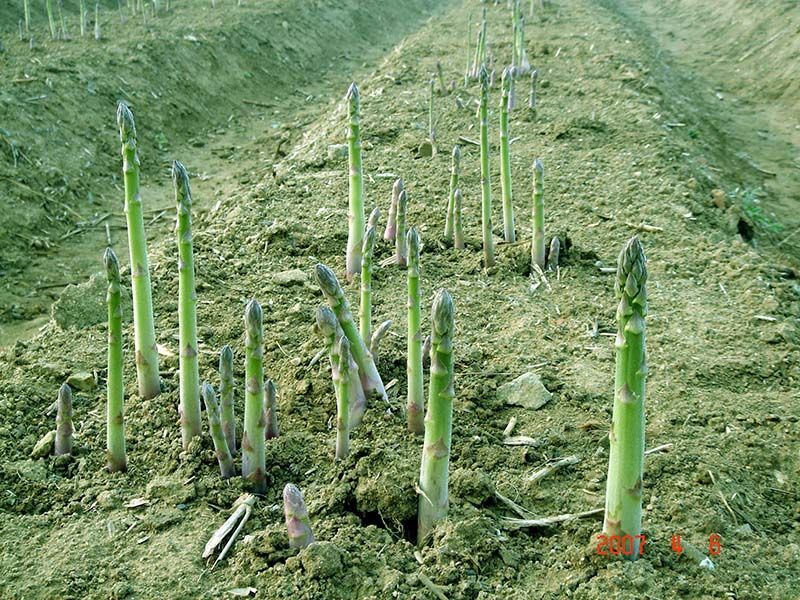 蘆筍種子的種植方法和時間？